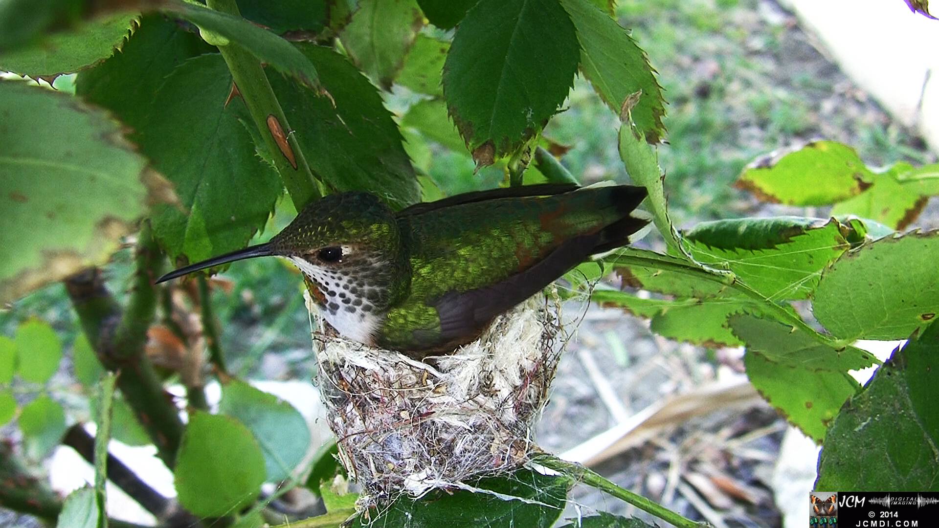 Allen's Hummingbird female in nest 